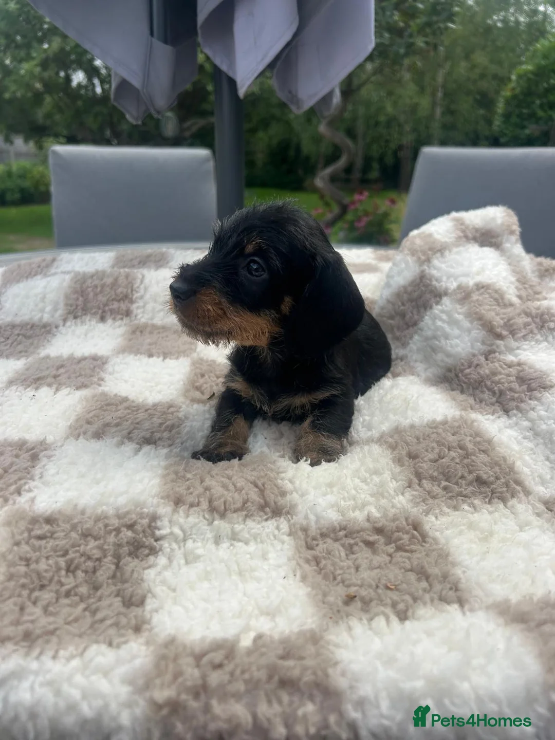 Miniature Dachshund dogs for sale:  🐾 Adorable Miniature Dachshund Puppies 🐾 - Advert 2