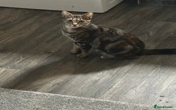 Mixed Breed cats for sale: Kitten - Image 5