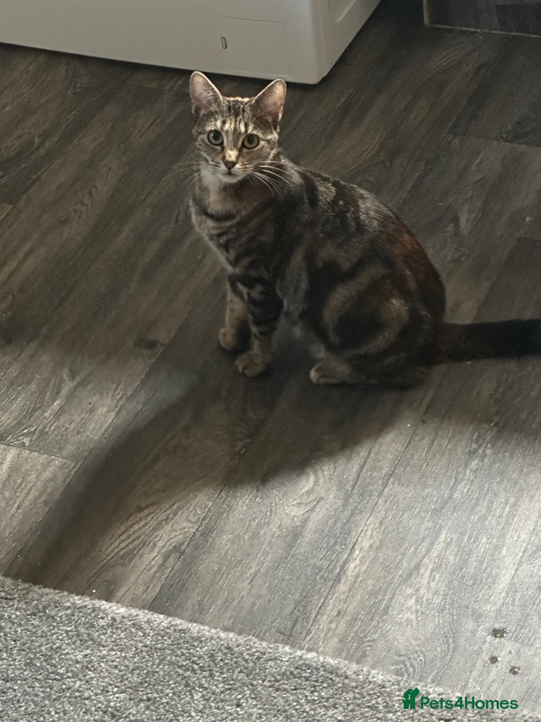 Mixed Breed cats for sale: Kitten - Image 5