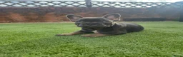 French Bulldog dogs for sale: Last two females ready this weekend, KC Registered - Advert 21