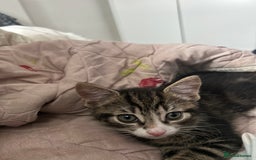 British Shorthair cats for sale: Playful tabby ready for his forever home  - Image 1