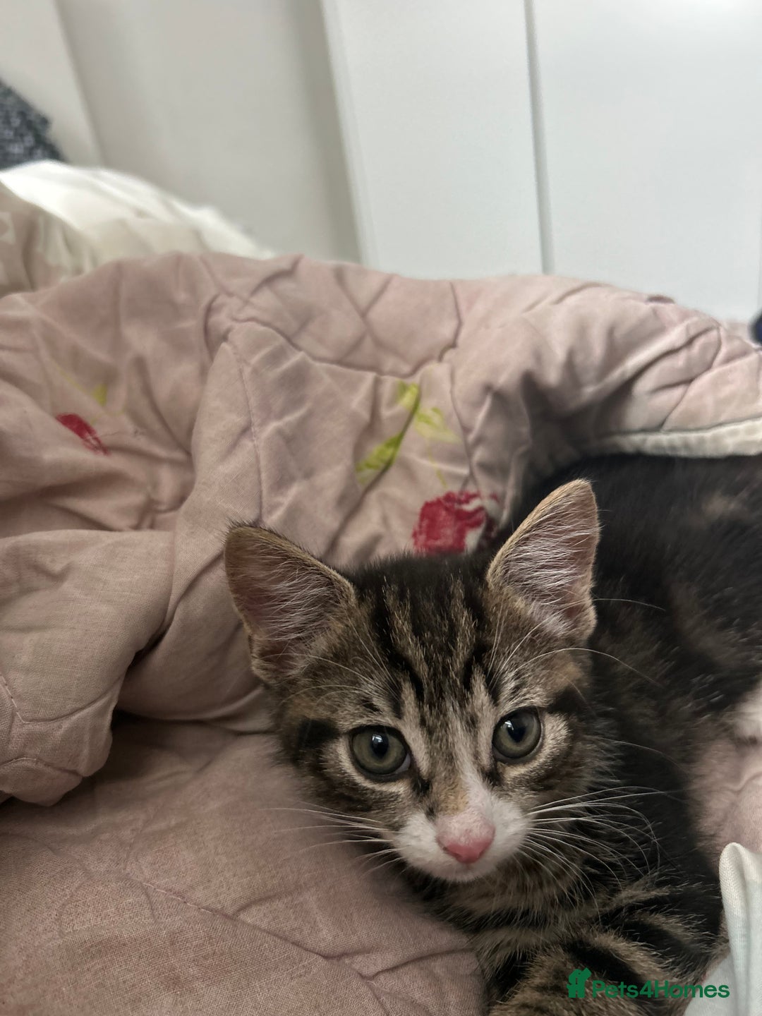 British Shorthair cats for sale: Playful tabby ready for his forever home  - Image 1