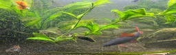Other/Mixed Breed fish for sale: Fish tank with assorted fish  in Farnham - Advert 3