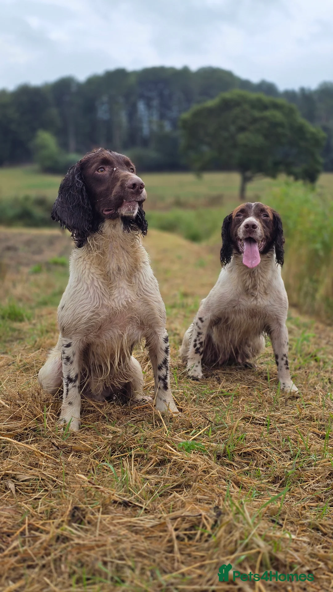 English Springer Spaniel dogs for stud: Fully Health Tested Exceptionally bred ESS Stud in Rye - Advert 11
