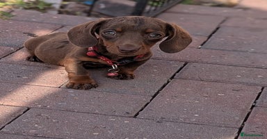 Dachshund dogs - Advert 4