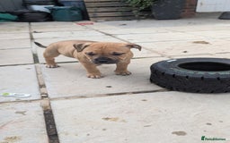 Mixed Breed dogs for sale: Beautiful pups with stunning markings  - Image 35