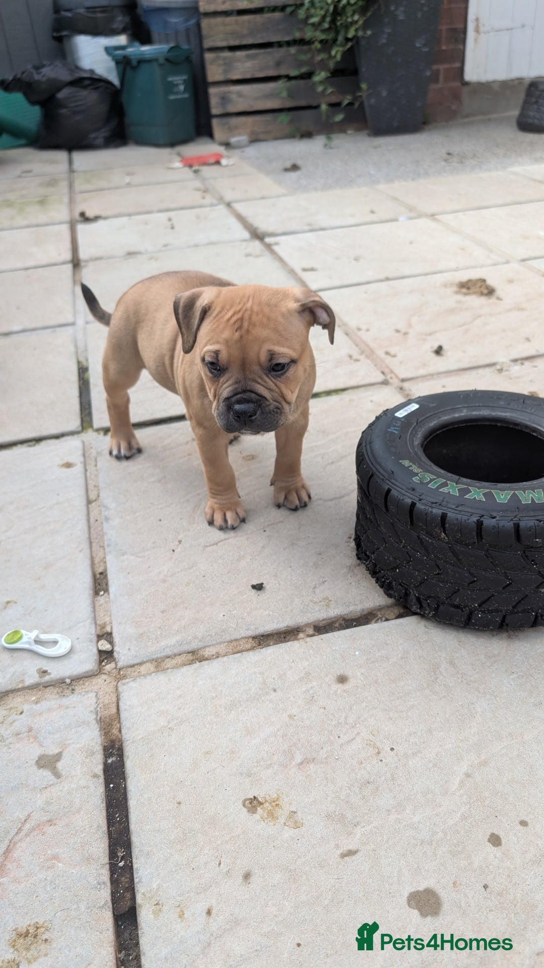 Mixed Breed dogs for sale: Beautiful pups with stunning markings  - Image 35