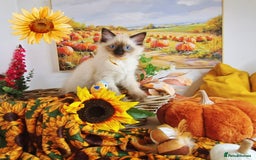 Ragdoll cats for sale: GCCF Ragdoll Kittens - Outstanding!  - Image 21