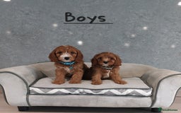 Cavapoo dogs for sale: Cavapoo F1 Puppies ❣️ - Image 7