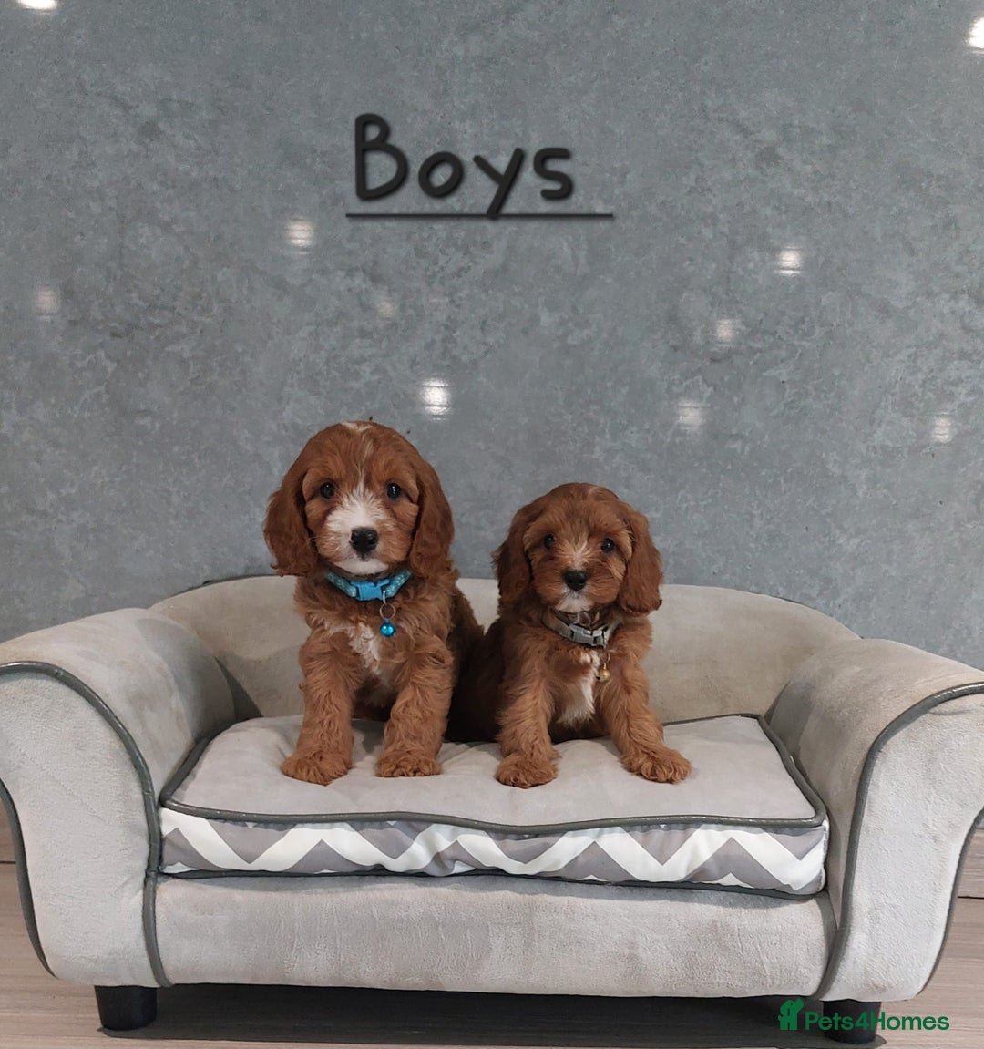 Cavapoo dogs for sale: Cavapoo F1 Puppies ❣️ - Image 7