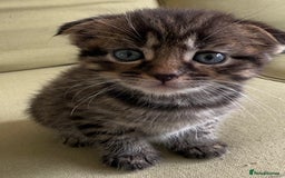 Scottish Fold cats for sale: 🐾ADORABLE SCOTTISH KITTENS FOR SALE🐾  - Image 2