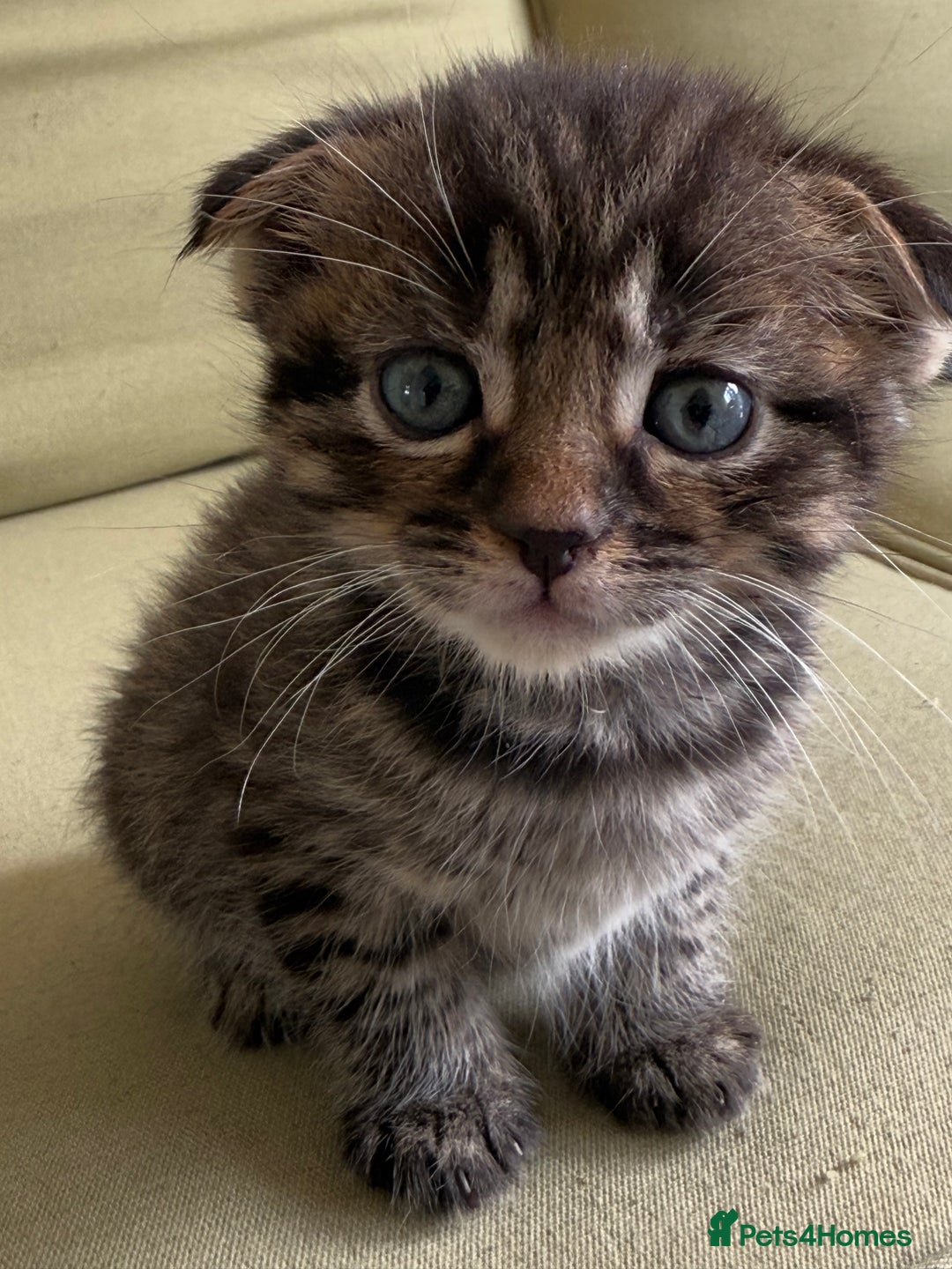 Scottish Fold cats for sale: 🐾ADORABLE SCOTTISH KITTENS FOR SALE🐾  - Image 2