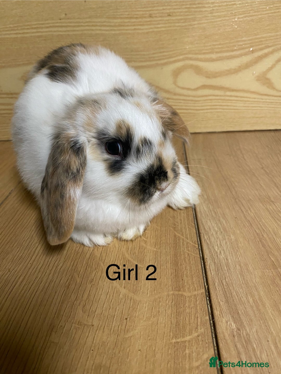 Mini Lop rabbits for sale: Beautiful litter lop bunnies  - Advert 3