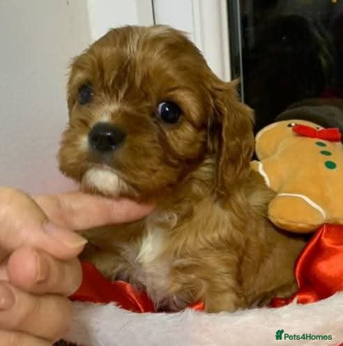 Cavalier King Charles Spaniel dogs Queenie kennel club female  - Advert 2
