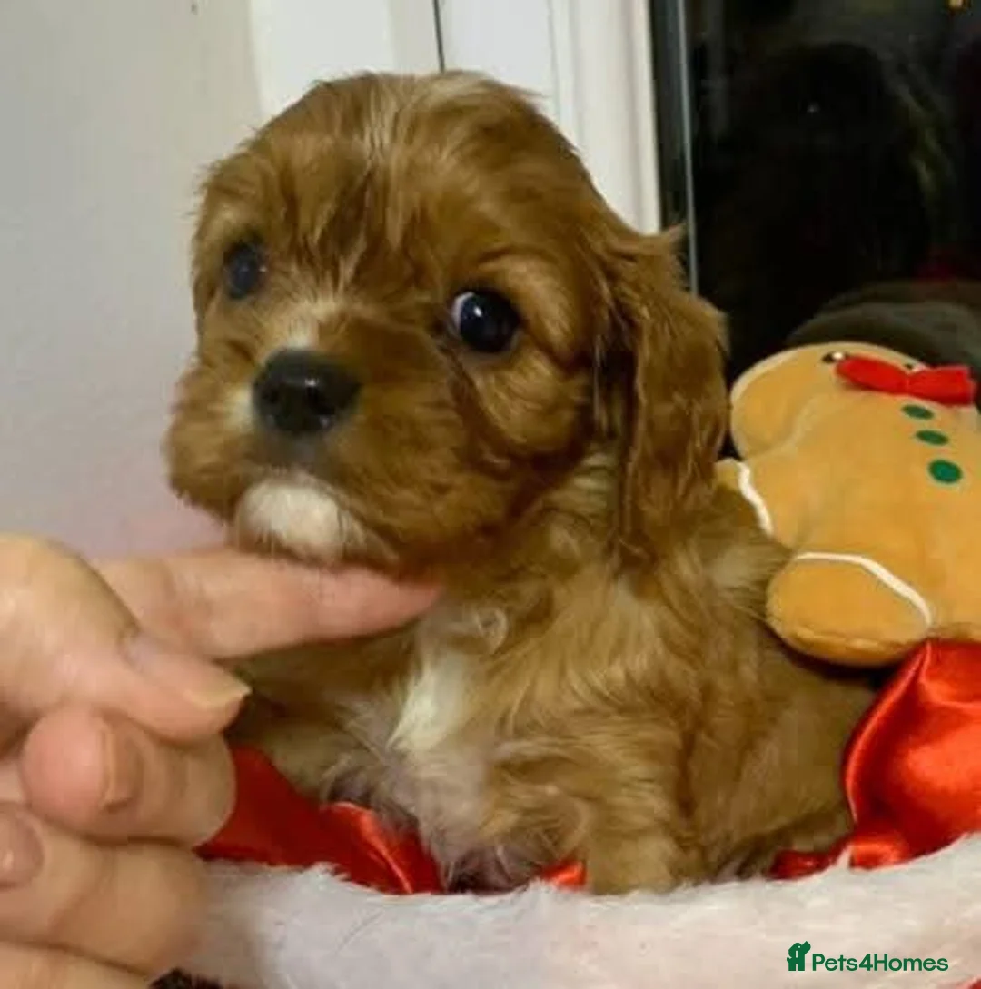 Cavalier King Charles Spaniel dogs for sale: Queenie kennel club female  - Advert 2