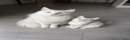 Norwegian Forest Cat cats for sale: Yumiko in London - Advert 3