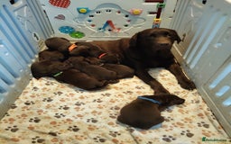 Labrador Retriever dogs for sale: KC registered chocolate puppies  - Image 1