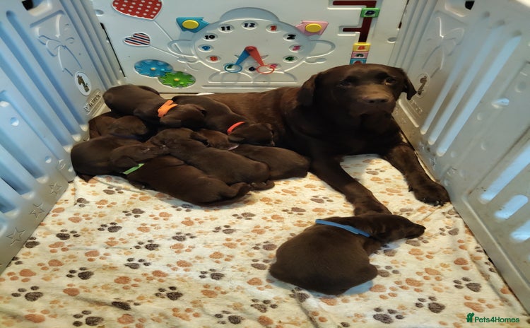 Labrador Retriever dogs for sale - Advert 2