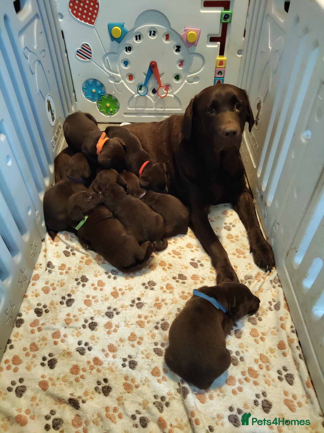 Labrador Retriever dogs for sale: KC registered chocolate puppies  - Image 1