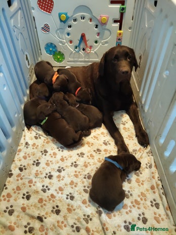 Labrador Retriever dogs - Advert 2