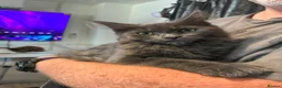 Maine Coon cats for sale: Maine coon kittens - Advert 2