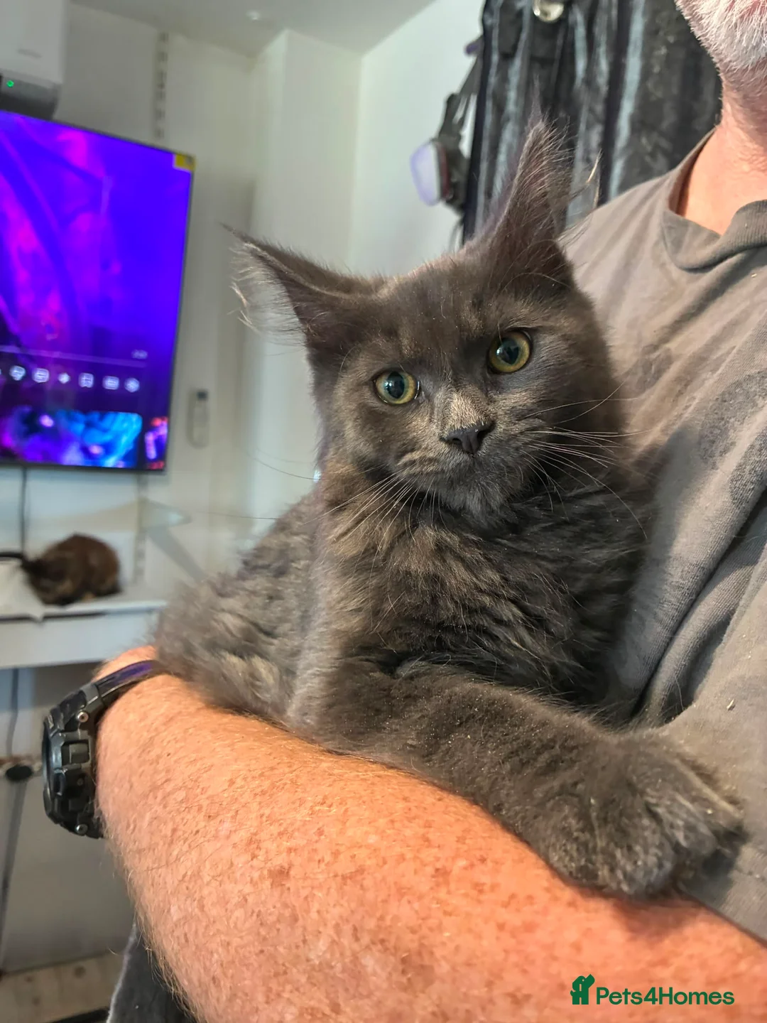 Maine Coon cats for sale: Maine coon kittens - Advert 2