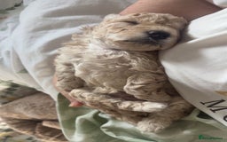 Cockapoo dogs for sale: F1BB Toy Cockapoo puppies - Image 13
