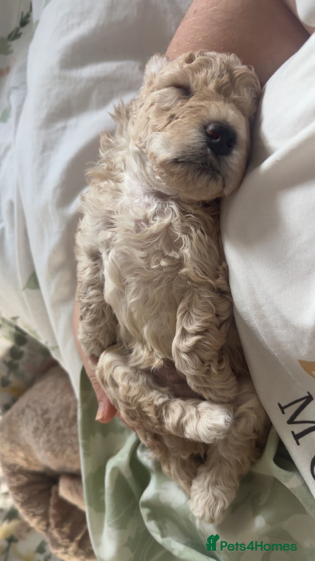 Cockapoo dogs for sale: F1BB Toy Cockapoo puppies - Image 13