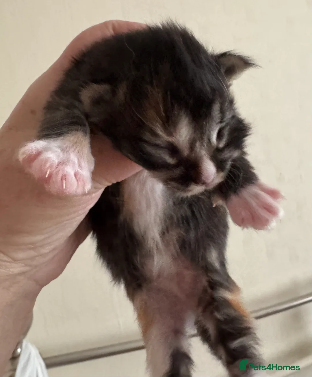 Maine Coon cats for sale: A stunning litter of Maine coon kittens  - Advert 12