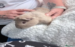 Guinea Pig rodents for sale: Two male Guinea pigs  - Image 6
