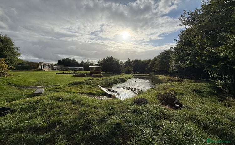 Goldfish fish - Advert 1