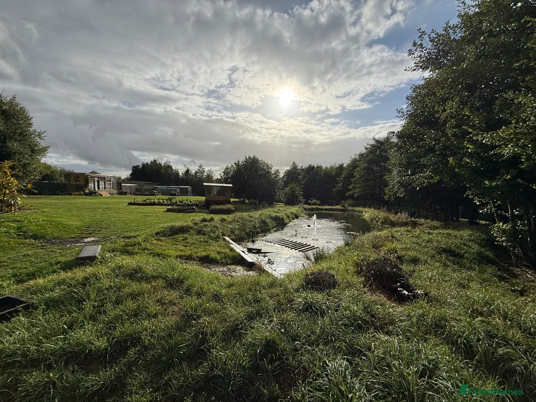 Goldfish fish for sale: Large selection of pond fish from 3 ponds - Image 1