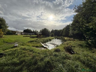 Goldfish fish for sale - Advert 1