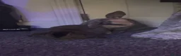 Rex rabbits for sale: 2 male rabbits in Chichester - Advert 4