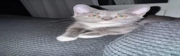 Mixed Breed cats for sale: Beautiful grey / black and white half Mainecoon  - Advert 5