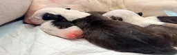 English Bull Terrier dogs for sale: English bullterrier quality puppies  - Advert 15