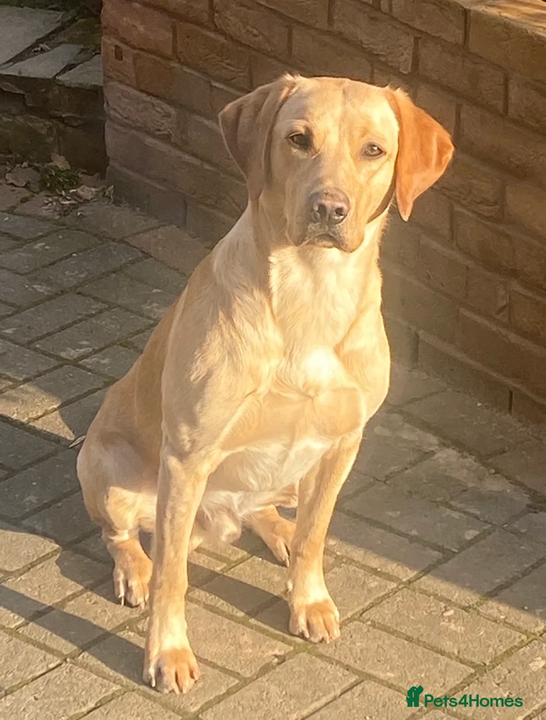 Labrador Retriever dogs for stud: Nacho - ready to mate - KC registered Stud - Advert 2