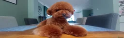 Toy Poodle dogs for sale: Champion blood Beautiful solid red KC toy poodle - Advert 18