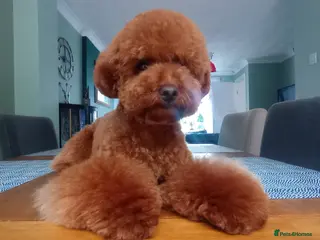 Toy Poodle dogs Beautiful solid red KC toy poodle - Advert 18