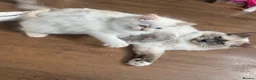 Ragdoll cats for sale: 💜🧡💙GCCF REG RAGDOLL babies see full description - Advert 29