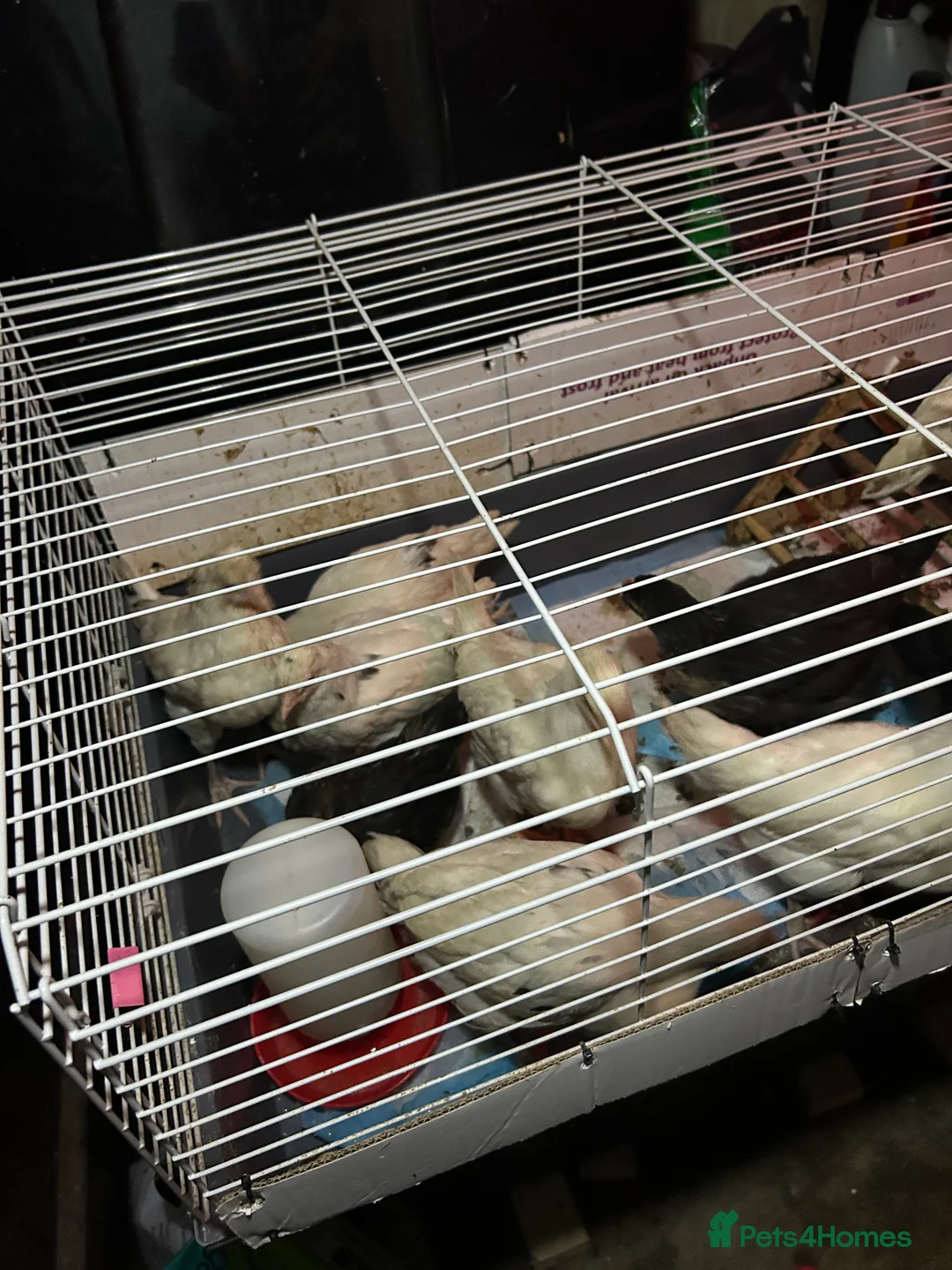 Chickens poultry for sale: 5 female growers  - Advert 2