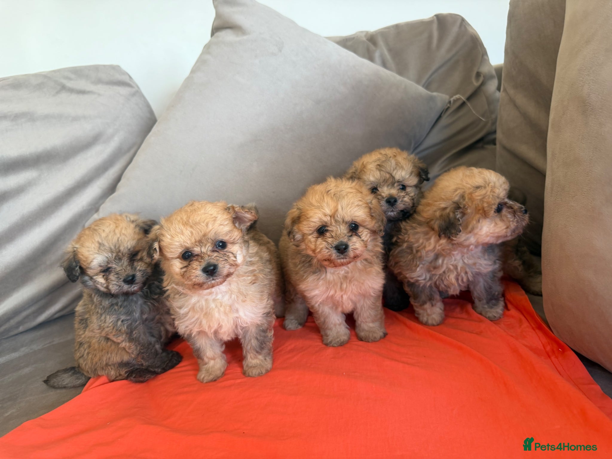 Pomapoo dogs 3 beautiful Pomapoo puppies  - Advert 3