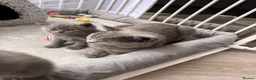 British Shorthair cats for sale: Gorgeous British Shorthair Kittens - Advert 16