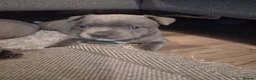 Staffordshire Bull Terrier dogs for sale: 3 beautiful blue Staffordshire terrier pups in Spalding - Advert 5