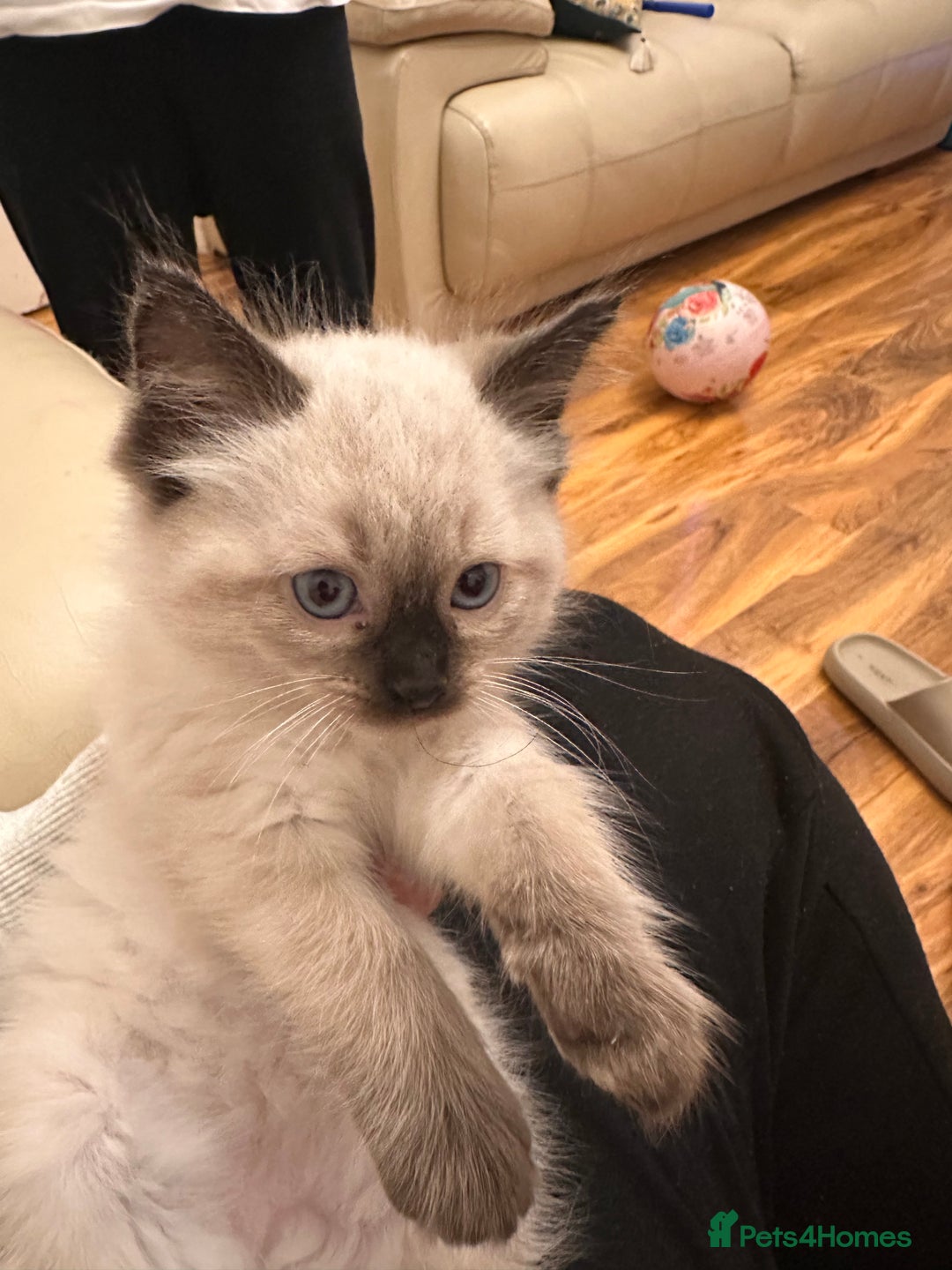 Ragdoll cats for sale: Pedigree Female Ragdoll - Advert 4