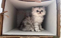 Persian cats for sale: Persian chinchilla kittens - Image 5