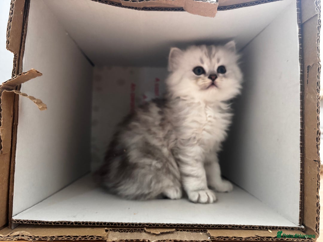 Persian cats for sale: Persian chinchilla kittens - Image 5