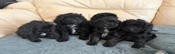 Cockapoo dogs for sale: Beautiful cockapoo puppies - Advert 1
