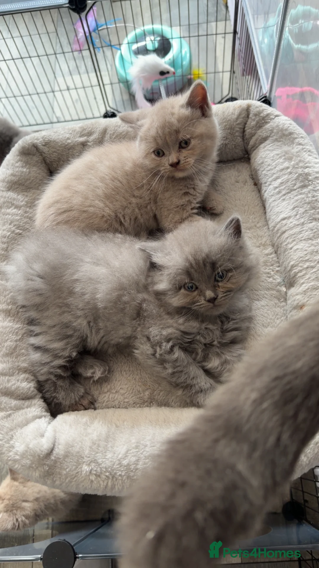 British Shorthair cats for sale: British short hair kittens - Advert 21