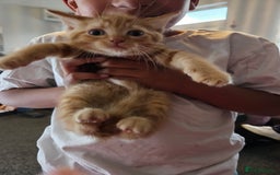 Domestic Shorthair cats for sale: 2 gorgeous ginger female kittens - Image 6